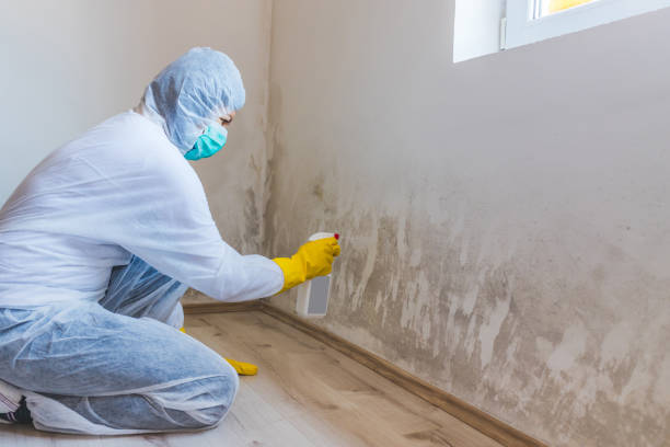 Licensed Mold Inspection service in Perry Hall, MD - WQB Mold Removal